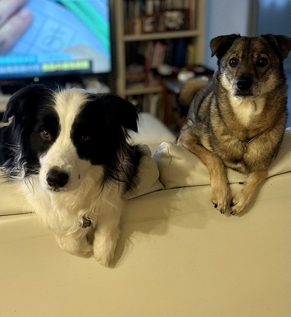 ボーダーコリーと雑種犬