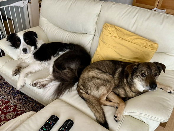 ボーダーコリーと雑種犬