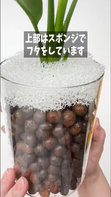 ダイソーのスポンジで蓋