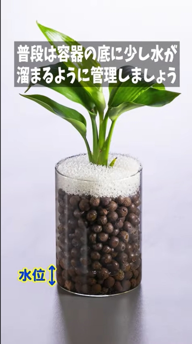 くまパン園芸さんからのアドバイス