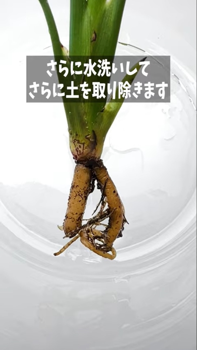 ダイソーの観葉植物