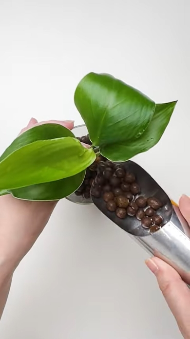 ダイソーの観葉植物