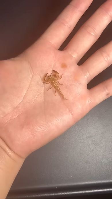 飼い始めたばかりのサソリのことで大変ショックを受けた投稿者