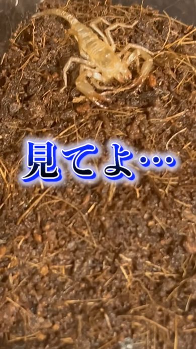 飼い始めたサソリが真っ白になっていてショックを受ける投稿者