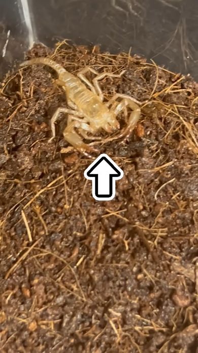 飼い始めたサソリが真っ白になっていてショックを受ける投稿者