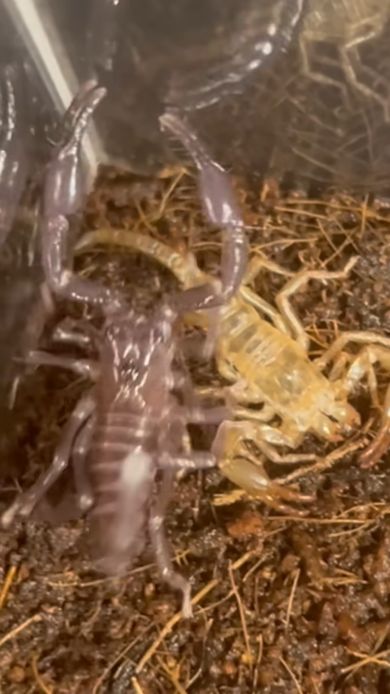 真っ白になったサソリに近づく紫色のサソリ