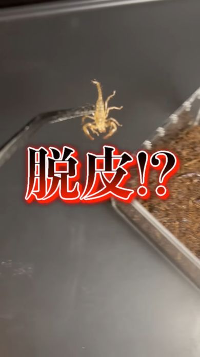 天に召されたかと思ったら単にサソリが脱皮しただけだった