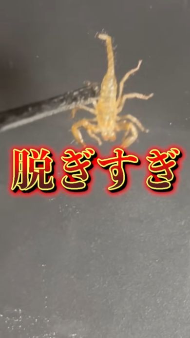 天に召されたかと思ったら単にサソリが脱皮しただけだった