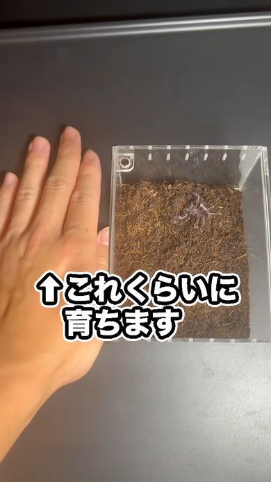 最終的には自分の手と同じくらいにまでサソリが成長すると説明する飼い主