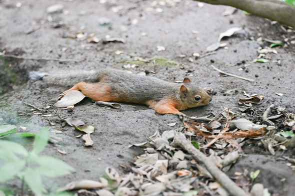 井の頭自然文化園のリスたち