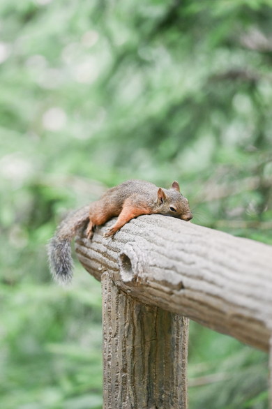 井の頭自然文化園のリスたち