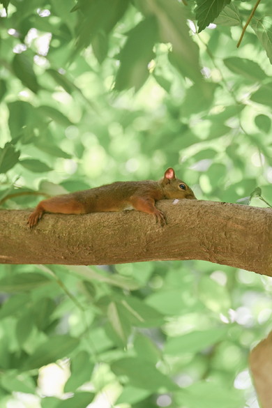 井の頭自然文化園のリスたち