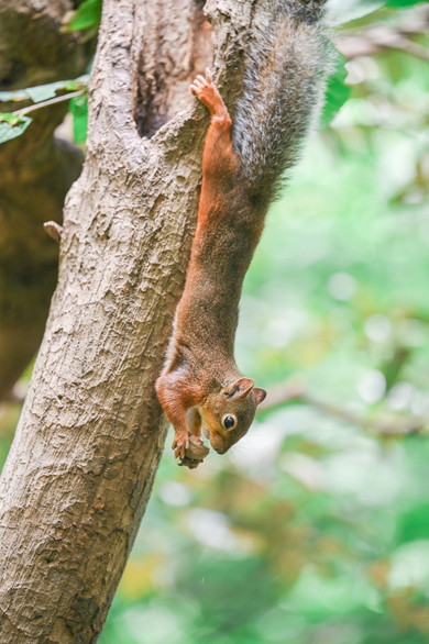 井の頭自然文化園のリスたち