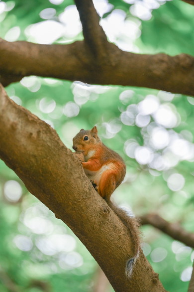井の頭自然文化園のリスたち