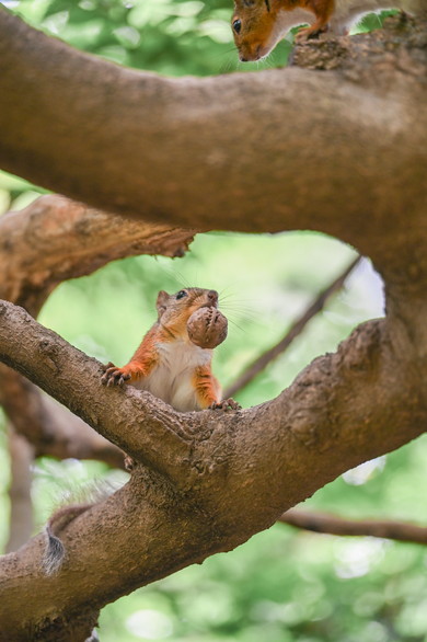 井の頭自然文化園のリスたち