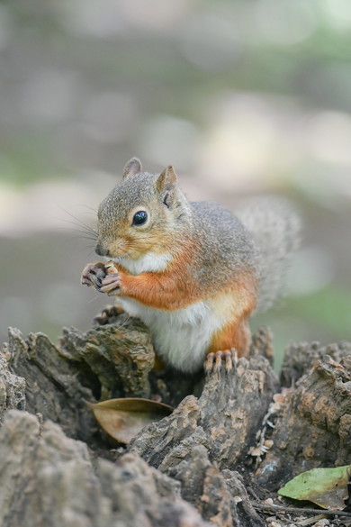 井の頭自然文化園のリスたち