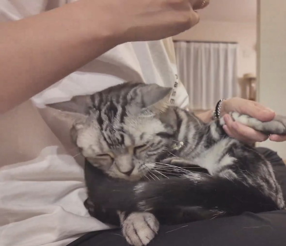 爪切りをされる猫ちゃん