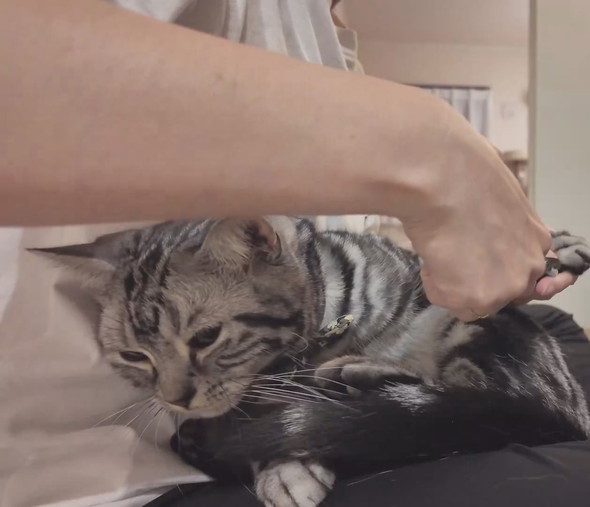 爪切りをされる猫ちゃん
