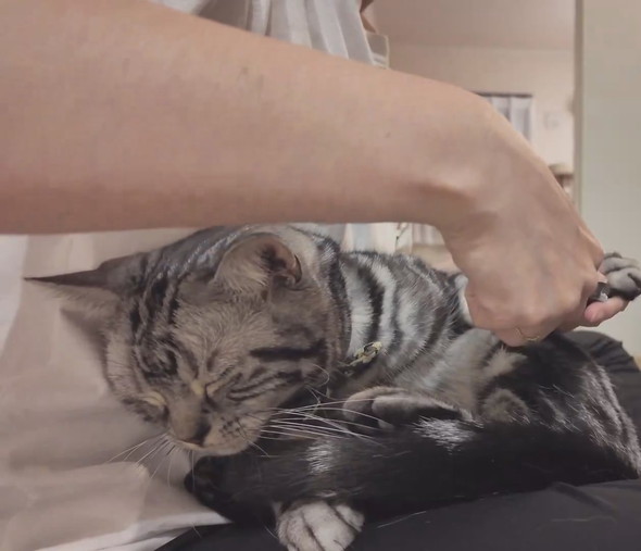 爪切りをされる猫ちゃん