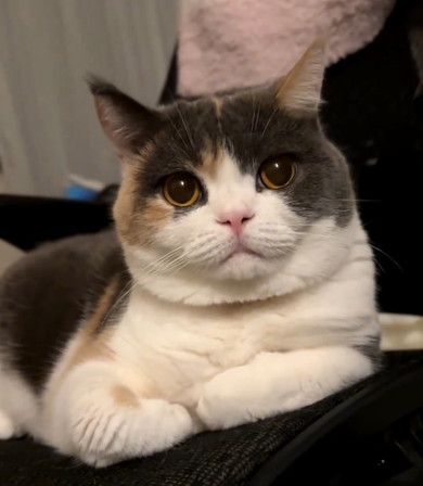 見つめる猫ちゃん