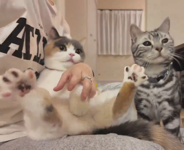 爪切りのご褒美待ちをする猫ちゃんたち