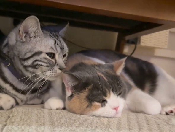 くっついて寝る猫ちゃん