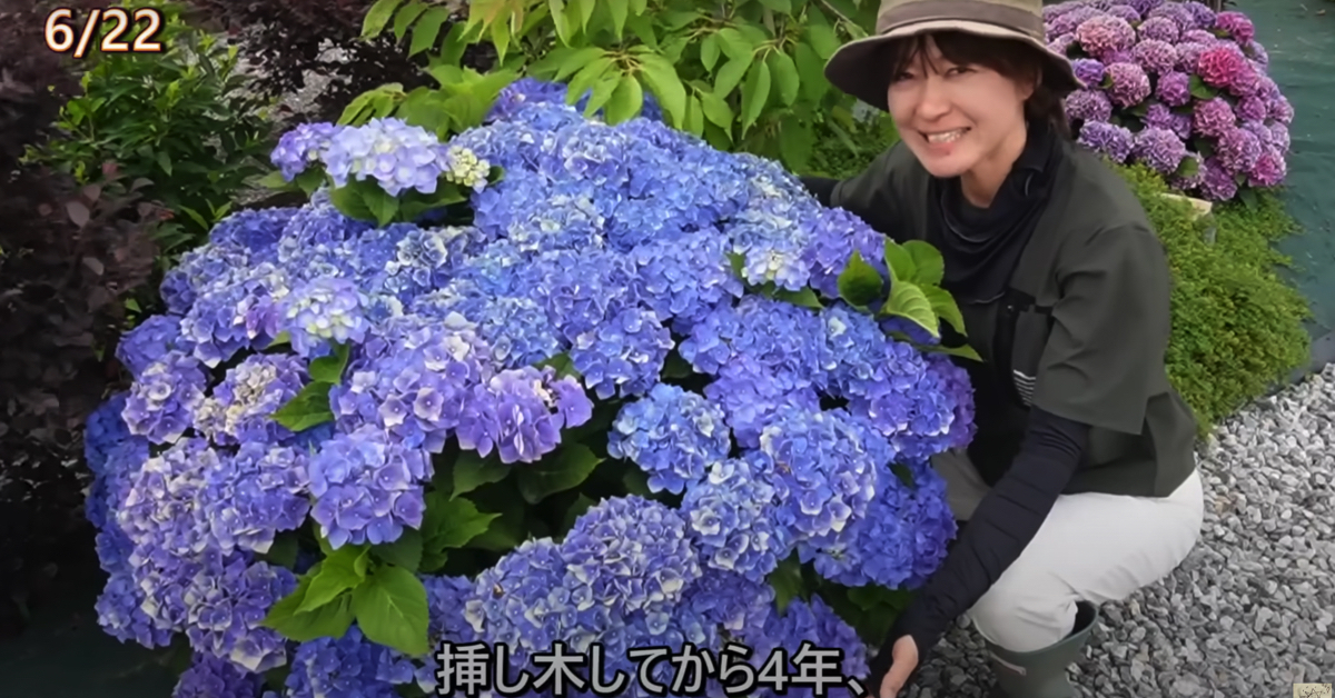 アジサイを挿し木から育て、4年後……　息を飲む圧巻の花付きに「何回見ても素晴らしい」「こんな風に育ててみたい！」（1/2） | ライフスタイル ねとらぼ