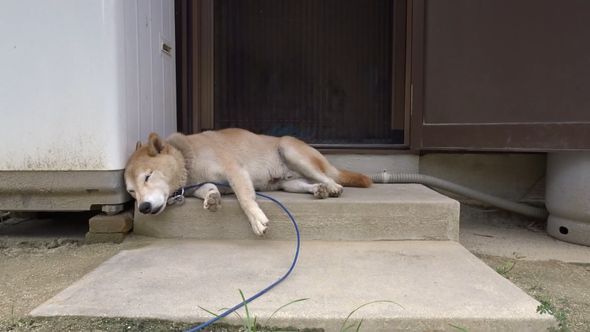 昼寝中の柴犬