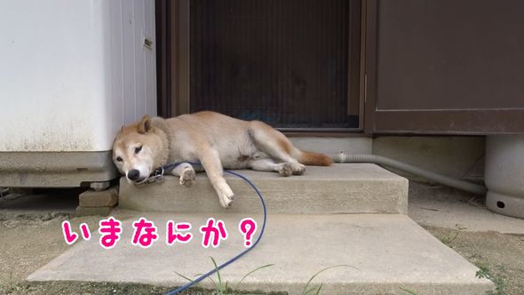 何かの臭いを感じて目覚めた柴犬