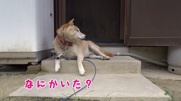 何かの臭いを感じて目覚めた柴犬
