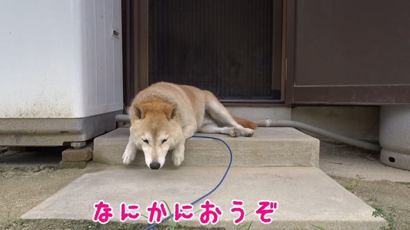 何かの臭いを感じて探し始める柴犬
