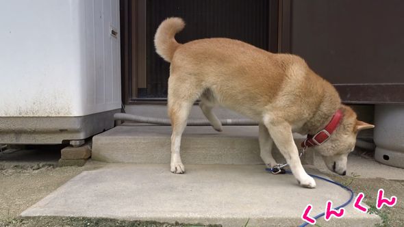 何かの臭いを感じて鼻で探し始めた柴犬