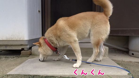 何かの臭いを感じて鼻で探し始めた柴犬