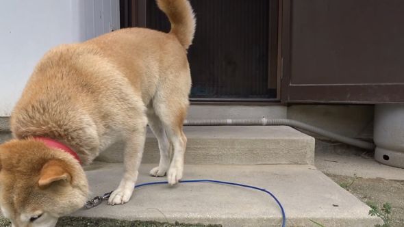 何かの臭いを感じて鼻で探し始めた柴犬
