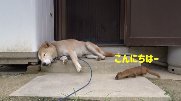 昼寝している柴犬に接近するイタチ