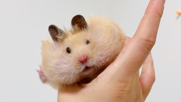 頬袋パンパンのハムスター