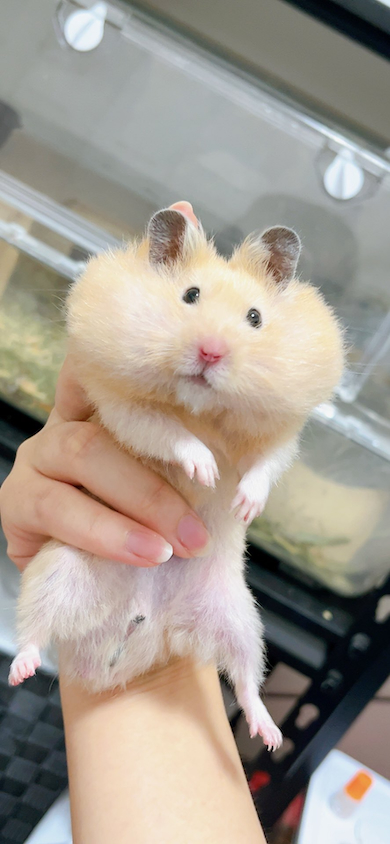 頬袋パンパンのハムスター