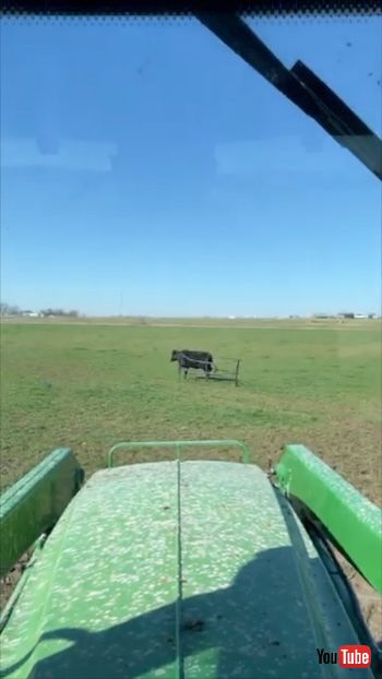 囲いごと動く牛