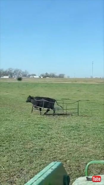 囲いごと動く牛