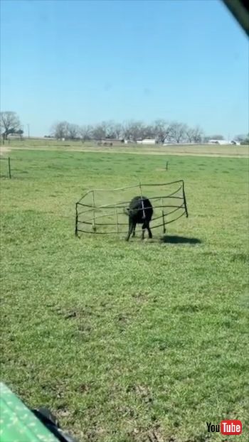 囲いごと動く牛