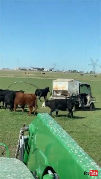 囲いごと動く牛