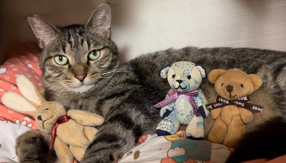 猫が苦手 変化 祖父 溺愛 メロメロ 部屋 ぬいぐるみ