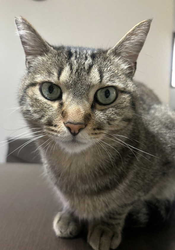 猫が苦手 変化 祖父 溺愛 メロメロ 部屋 ぬいぐるみ