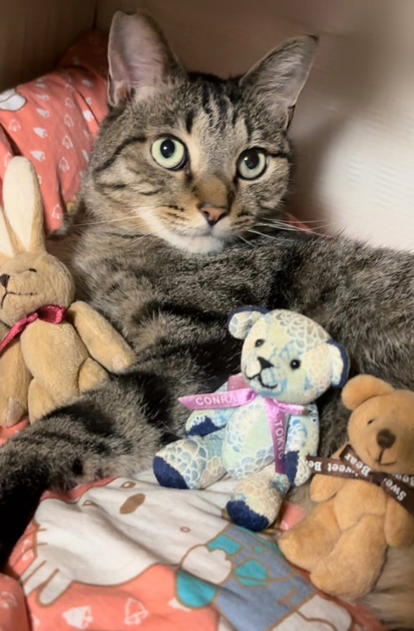 猫が苦手 変化 祖父 溺愛 メロメロ 部屋 ぬいぐるみ