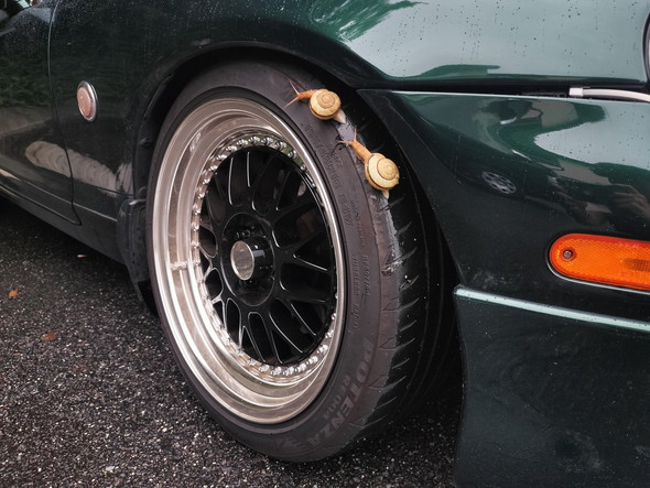 タイヤに乗っているカタツムリ2匹