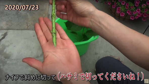 あじさいを挿し木から育てます