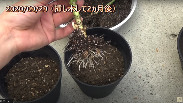 枝から根がのびてきました