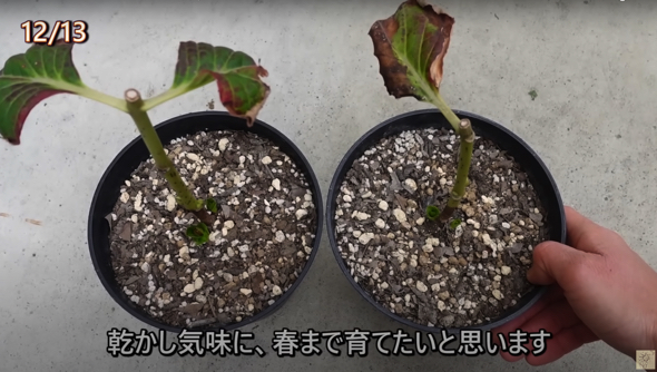 新しい芽が出てきたのは12月