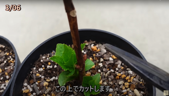 3月には芽がすくすく育っていました