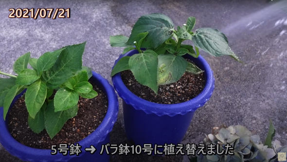 バラ鉢10号へ植え替えます
